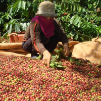 Giá cà phê hôm nay 8/10: Tiếp tục giảm 200 đồng/kg