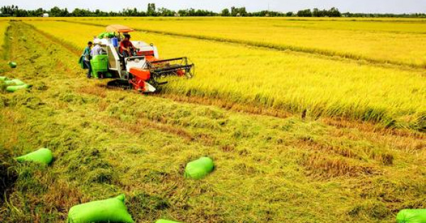 Nam Bộ: Sản xuất lúa niên vụ 2020-2021 tiếp tục gặp khó khăn vì hạn mặn