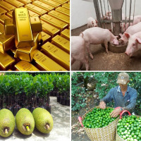 Tiêu dùng trong tuần: Giá vàng và trái cây tăng mạnh, trong khi thịt heo rớt giá thê thảm