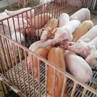 Giá heo hơi hôm nay 11/10: Thịt heo nhập khẩu ồ ạt về Việt Nam