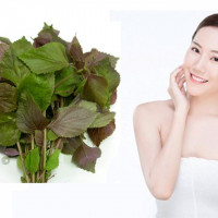 Sai lầm khi làm đẹp da bằng lá tía tô chị em nên biết