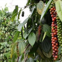 Giá tiêu hôm nay 13/10: Cao nhất đạt 51.000 đồng/kg