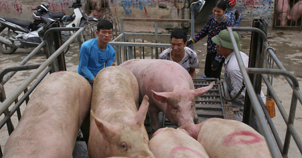 Giá heo hơi hôm nay 17/10: Có nơi tăng 1.000 - 2.000 đồng/kg