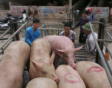 Giá heo hơi hôm nay 17/10: Có nơi tăng 1.000 - 2.000 đồng/kg