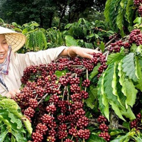 Giá cà phê hôm nay 16/10: Tiếp tục tăng, cao nhất đạt 32.100 đồng/kg