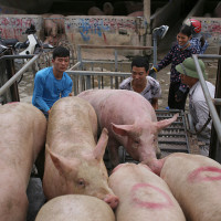 Giá heo hơi hôm nay 17/10: Có nơi tăng 1.000 - 2.000 đồng/kg