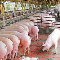 Giá heo hơi hôm nay 18/10: Dao động từ 60.000 - 76.000 đồng/kg