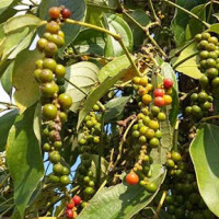 Giá tiêu hôm nay 19/10: Cao nhất đạt 51.000 đồng/kg