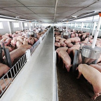 Giá heo hơi hôm nay 21/10: Tiếp tục giảm 1.000 - 2.000 đồng/kg