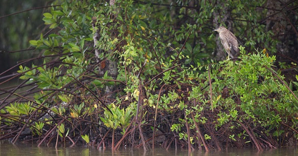 Ngân hàng HSBC chung tay cùng WWF-Việt Nam tái sinh 150 hecta rừng ngập mặn tại Vườn Quốc gia Mũi Cà Mau 