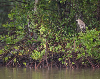 Ngân hàng HSBC chung tay cùng WWF-Việt Nam tái sinh 150 hecta rừng ngập mặn tại Vườn Quốc gia Mũi Cà Mau 