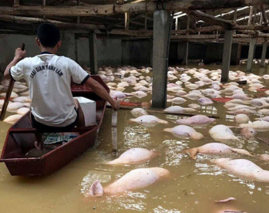 Giá heo hơi hôm nay 25/10: Miền Trung thiệt hại 50.000 con do mưa lũ, thịt heo có tăng giá?