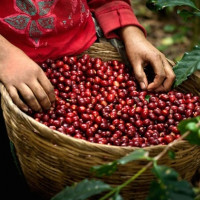Giá cà phê hôm nay 24/10: Quay đầu giảm nhẹ