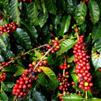 Giá cà phê hôm nay 25/10: Cao nhất đạt 32.300 đồng/kg