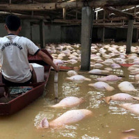 Giá heo hơi hôm nay 25/10: Miền Trung thiệt hại 50.000 con do mưa lũ, thịt heo có tăng giá?