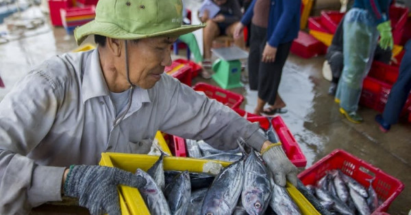 Người dân miền Trung vội bán tháo cá, tôm...sợ bão số 9