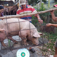 Giá heo hơi hôm nay 31/10: Cả 3 miền tăng từ 1.000 - 3.000 đồng/kg