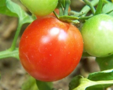 Mách chị em cách chọn cà chua chín tự nhiên, không giấm thuốc