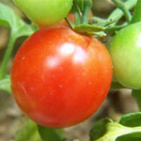 Mách chị em cách chọn cà chua chín tự nhiên, không giấm thuốc