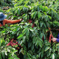 Giá cà phê hôm nay 3/11: Giảm nhẹ, cao nhất đạt 33.100 đồng/kg