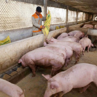 Giá heo hơi hôm nay 5/11: Biến động từ 1.000 - 3.000 đồng/kg