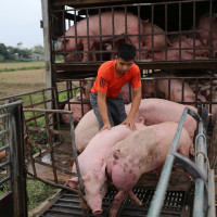 Giá heo hơi hôm nay 9/11: Cả 3 miền tăng 1.000 - 2.000 đồng/kg