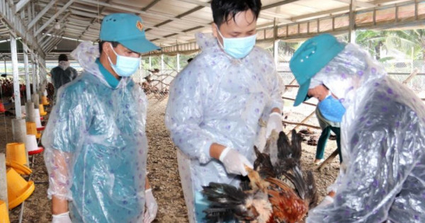 Xuất hiện dịch cúm gia cầm H5N1 và dịch tả heo châu Phi tại Long An