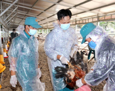 Xuất hiện dịch cúm gia cầm H5N1 và dịch tả heo châu Phi tại Long An