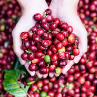 Giá cà phê hôm nay 10/11: Cao nhất đạt 33.500 đồng/kg