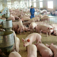 Giá heo hơi hôm nay 12/11: Dao động từ 64.000 - 77.000 đồng/kg