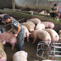 Giá heo hơi hôm nay 13/11: Có nơi tăng 1.000 - 2.000 đồng/kg