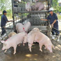Giá heo hơi hôm nay 15/11: Dao động từ 65.000 - 76.000 đồng/kg