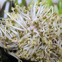 Cách chọn giá đỗ an toàn, không ngâm hóa chất