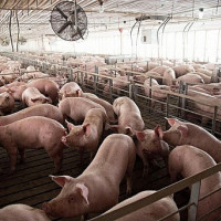 Giá heo hơi hôm nay 16/11: Biến động từ 1.000 - 2.000 đồng/kg