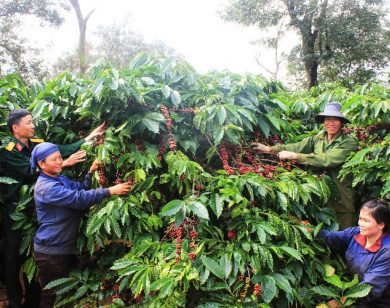 Giá cà phê hôm nay 23/11: Dao động trong khoảng 32.400 - 33.200 đồng/kg