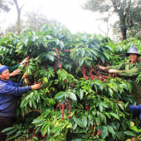 Giá cà phê hôm nay 23/11: Dao động trong khoảng 32.400 - 33.200 đồng/kg