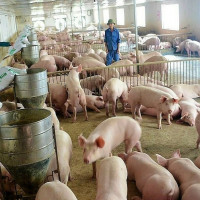 Giá heo hơi hôm nay 23/11: Có nơi tăng 1.000 - 2.000 đồng/kg