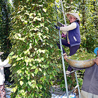Giá tiêu hôm nay 23/11: Tăng 500 - 1.000 đồng/kg
