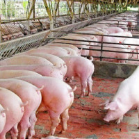 Giá heo hơi hôm nay 24/11: Tiếp tục tăng 1.000 - 2.000 đồng/kg