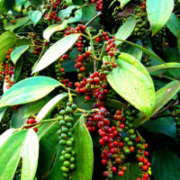 Giá tiêu hôm nay 24/11: Biến động nhẹ, cao nhất 57.000 đồng/kg