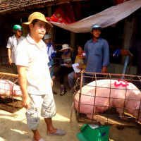 Giá heo hơi hôm nay 26/11: Tăng nhẹ, cao nhất đạt 74.000 đồng/kg