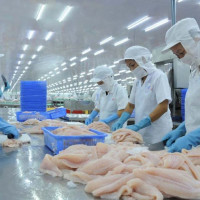 Xuất khẩu cá tra Việt sang Trung Quốc gặp khó khăn