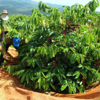 Giá cà phê hôm nay 27/11: Tiếp tục tăng mạnh 600 đồng/kg
