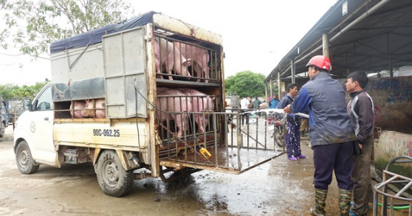 Giá heo hơi hôm nay 28/11: Tiếp tục tăng, cao nhất 72.000 đồng/kg