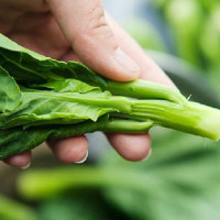 Rau cải ngồng đắng đặc sản Lạng Sơn được bà nội trợ yêu thích