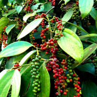 Giá tiêu hôm nay 30/11: Giảm nhẹ, cao nhất đạt 58.500 đồng/kg