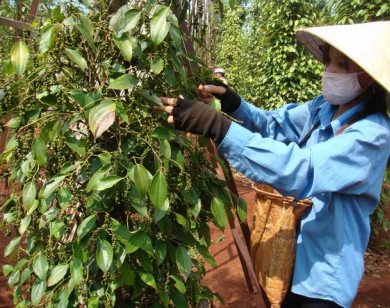 Giá tiêu hôm nay 1/12: Có nơi tăng 1.000 đồng/kg