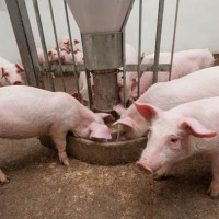 Giá heo hơi hôm nay 3/12: Hai miền Bắc - Nam giảm nhẹ