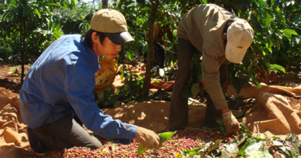 Giá cà phê hôm nay 4/12: Bất ngờ quay đầu tăng