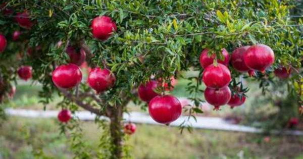 3 loại cây trồng trong nhà có thể đem tài lộc, phúc khí đến cho gia chủ